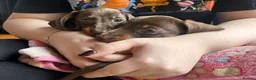 Miniature Dachshund dogs for sale:  🍫 2 Boys Left !! Chocolate & Tan Dachshunds  - Advert 7