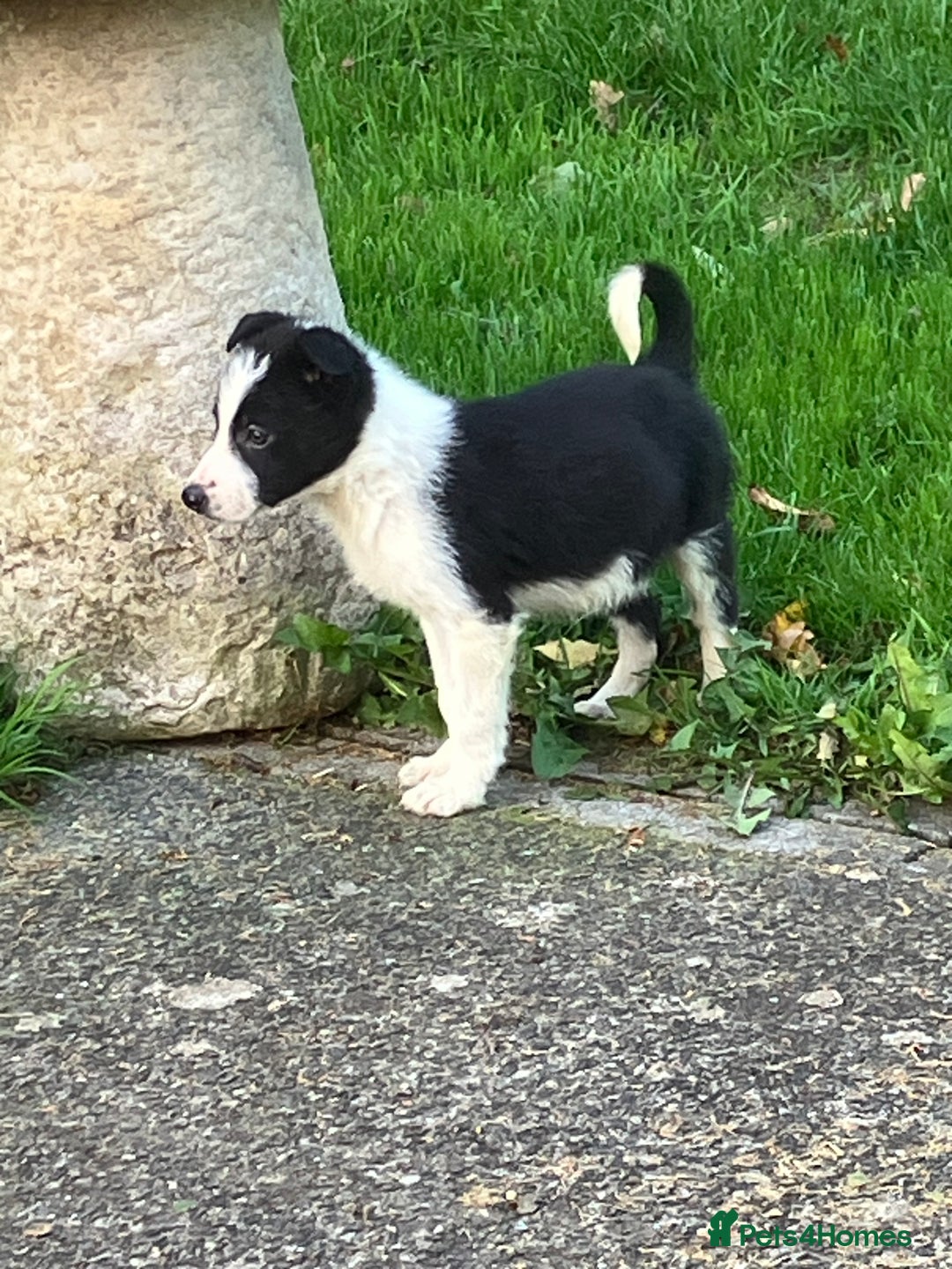 Border Collie dogs for sale: Border Collie puppies for sale  - Image 3