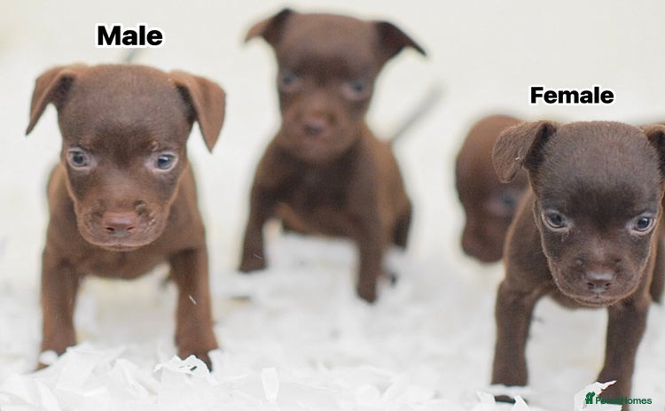 Patterdale Terrier dogs - Advert 1