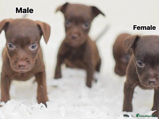 Patterdale Terrier dogs - Advert 3