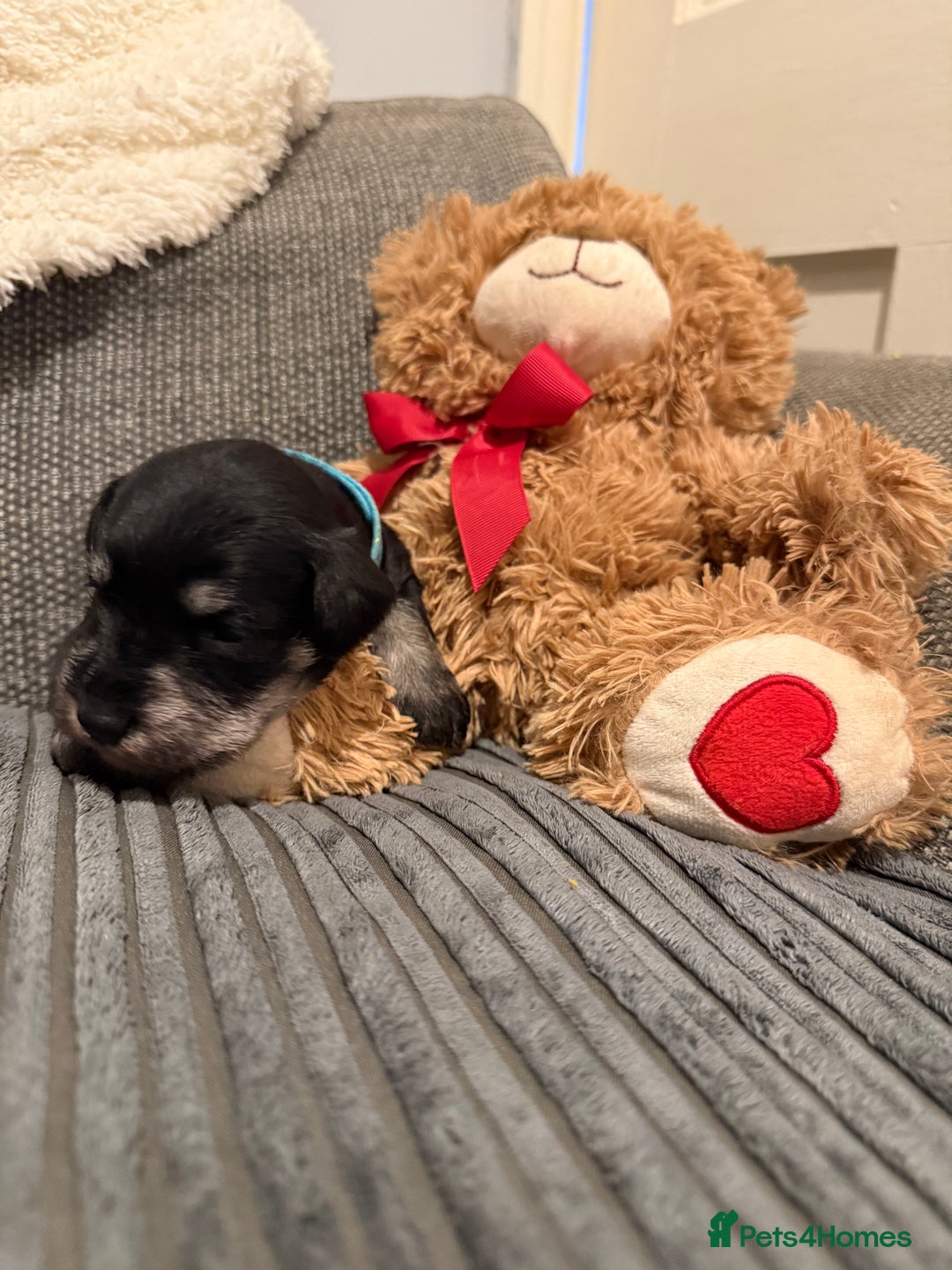 Mixed Breed dogs for sale: Reduced  last boy ! Miniature schnauzer/schnoodle  in Hull - Image 16