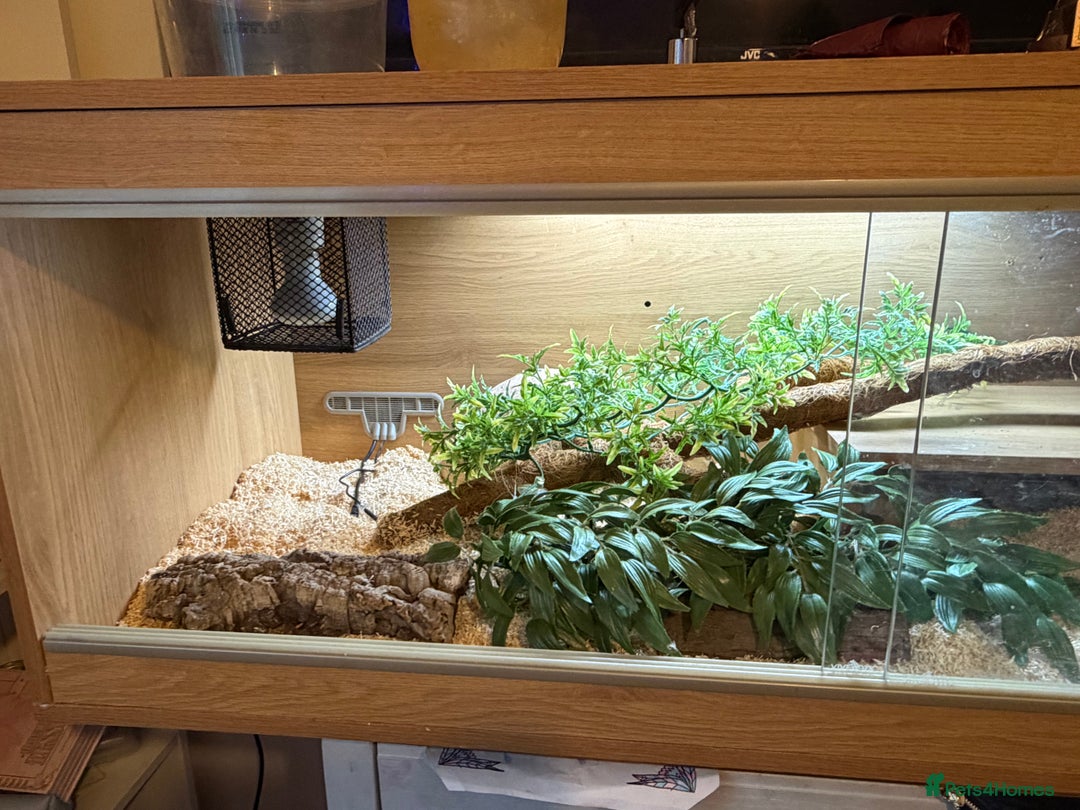 Corn Snake reptiles for sale: Roughly 2 Year Old ‘Female’ Corn Snake & Set Up - Advert 3