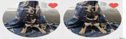 Frug dogs for sale: Fun-loving Frug pups seeking their forever family! - Advert 8