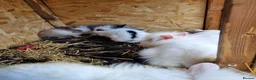 Mixed Breed rabbits for sale: Beautiful rabbits  - Advert 3