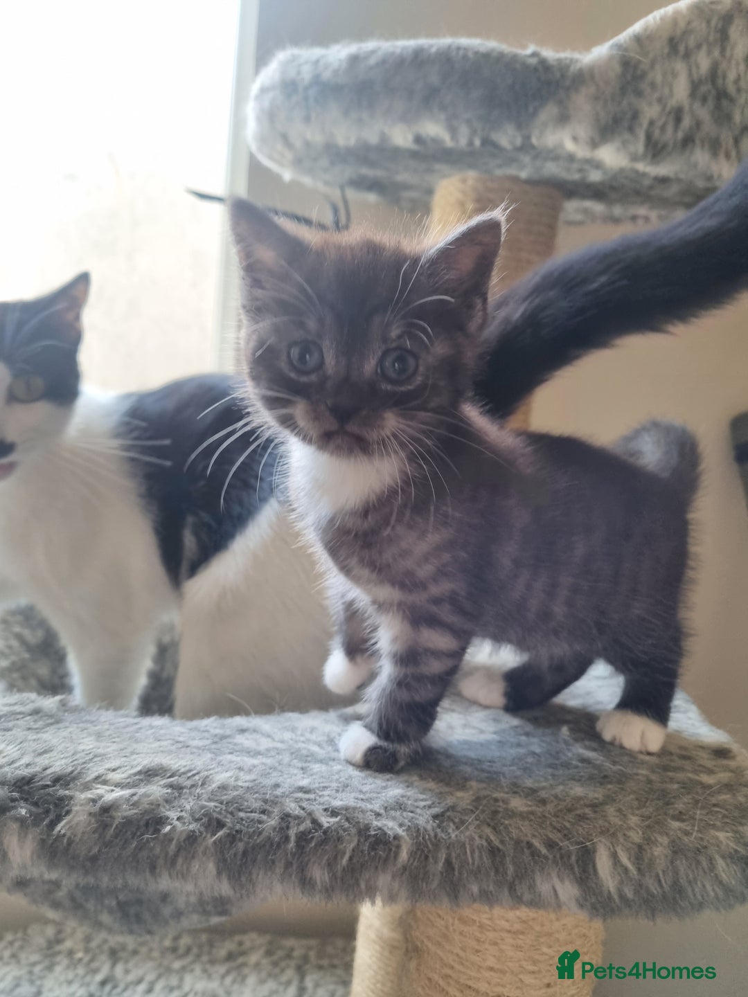Mixed Breed cats for sale: Ghost tabby cat - Advert 6
