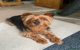 Yorkshire Terrier dogs for stud: Yorkshire terrier for stud - Image 9