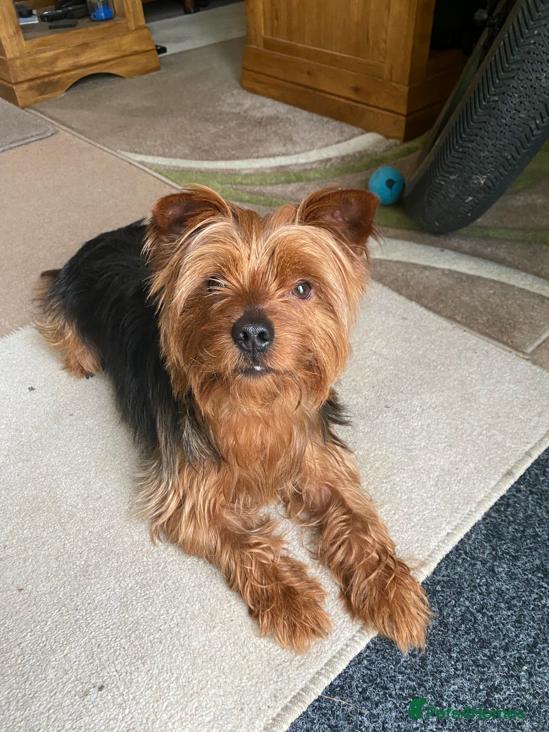 Yorkshire Terrier dogs for stud: Yorkshire terrier for stud - Image 9