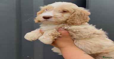 Cockapoo dogs - Advert 15