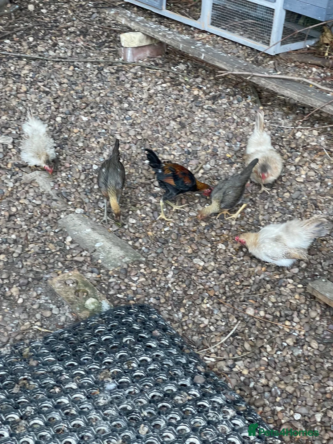 Chickens poultry for sale: 5 bantam hens & 1 cockerel bantam - Advert 1