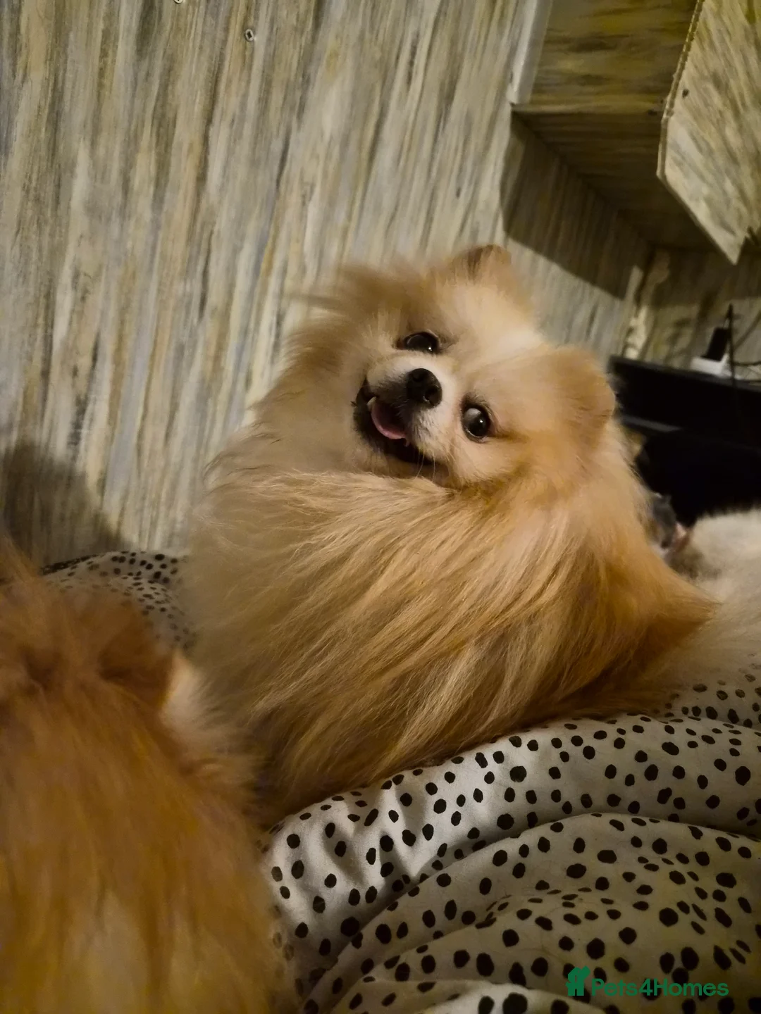 Pomeranian dogs for stud: HIGH QUALITY HALF KOREAN LINE  BOY FOR STUD - Advert 2