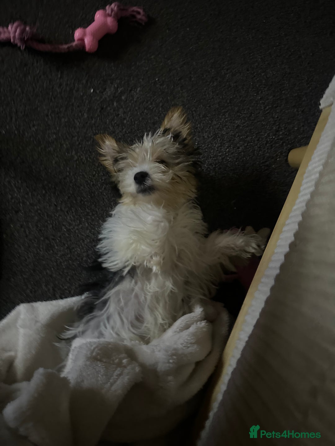 Biewer Terrier dogs for sale: Biewer terrier puppy  - Advert 2