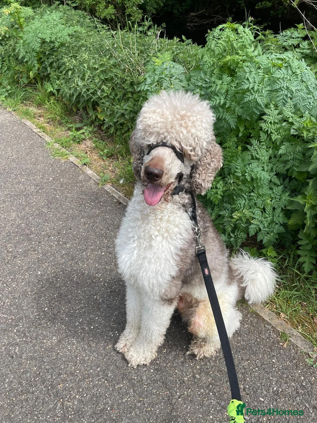 Standard Poodle dogs for sale: 3yr Old Male Standard Poodle - Advert 2