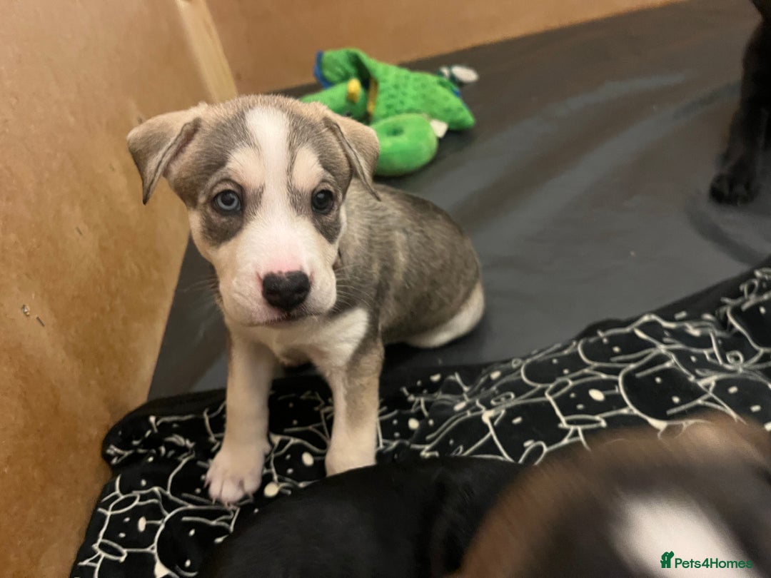 Mixed Breed dogs for sale: Husky/lab/staffi - Image 9