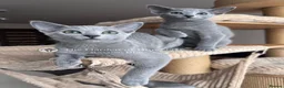 Russian Blue cats for sale: Two Beautiful Pedigree Russian Blue Girls - Advert 9