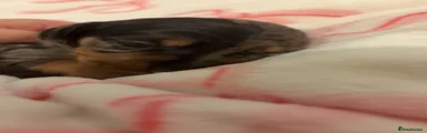 Dachshund 3