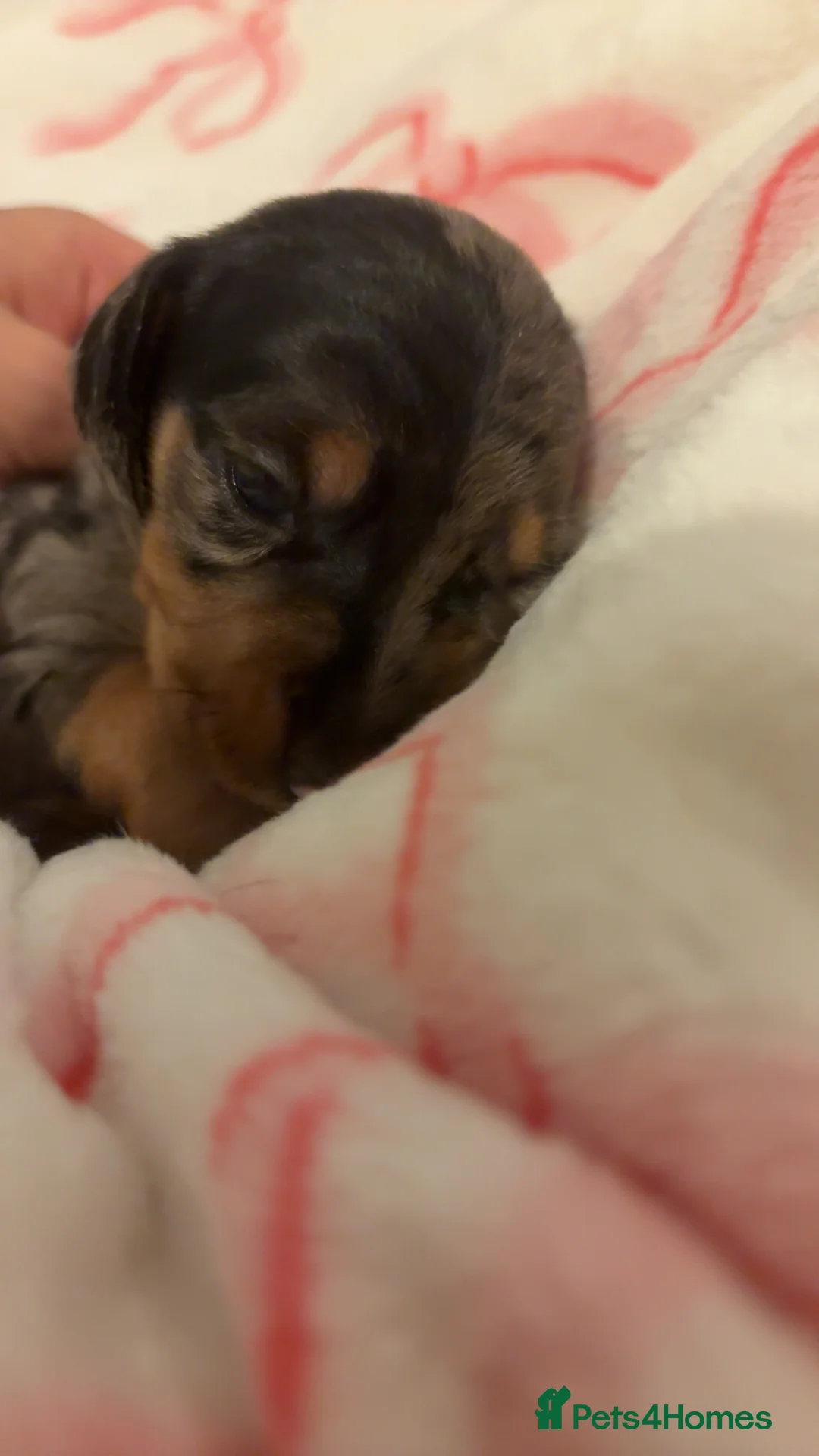 Dachshund dogs for sale: 3 dachshund boys for sale  in Redcar - Advert 2