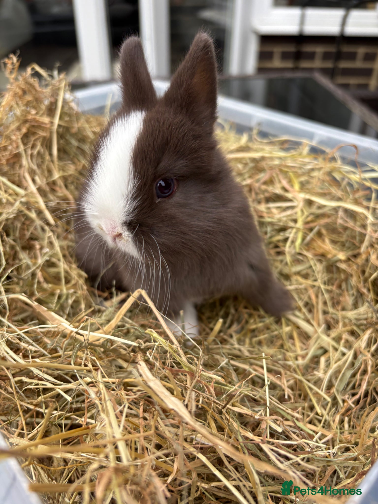 Netherland Dwarf rabbits 4 Pure Netherland dwarf babies  - Advert 1