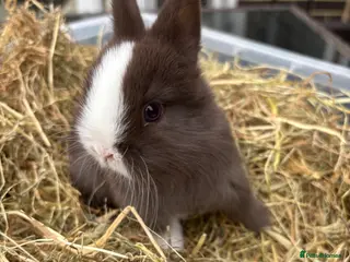 Netherland Dwarf rabbits 4 Pure Netherland dwarf babies - Advert 12