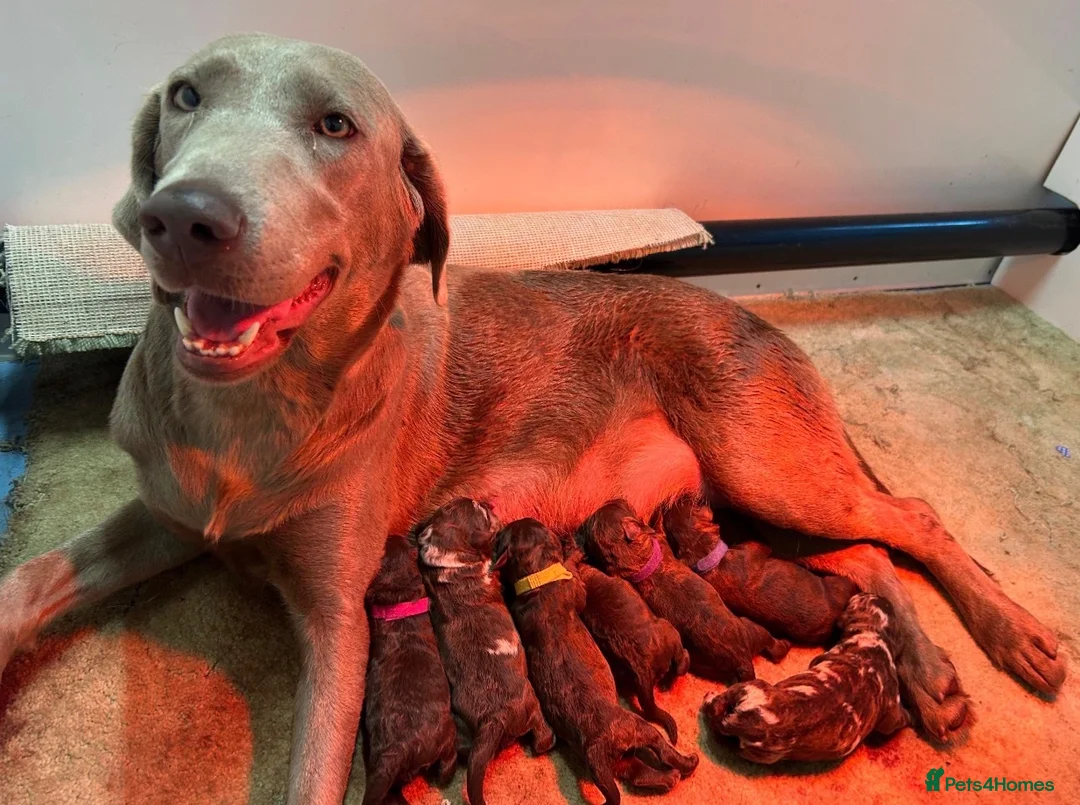 Labradoodle dogs for sale: Chocolate & Chocolate Merle Labradoodle Babies 🐾 - Advert 20