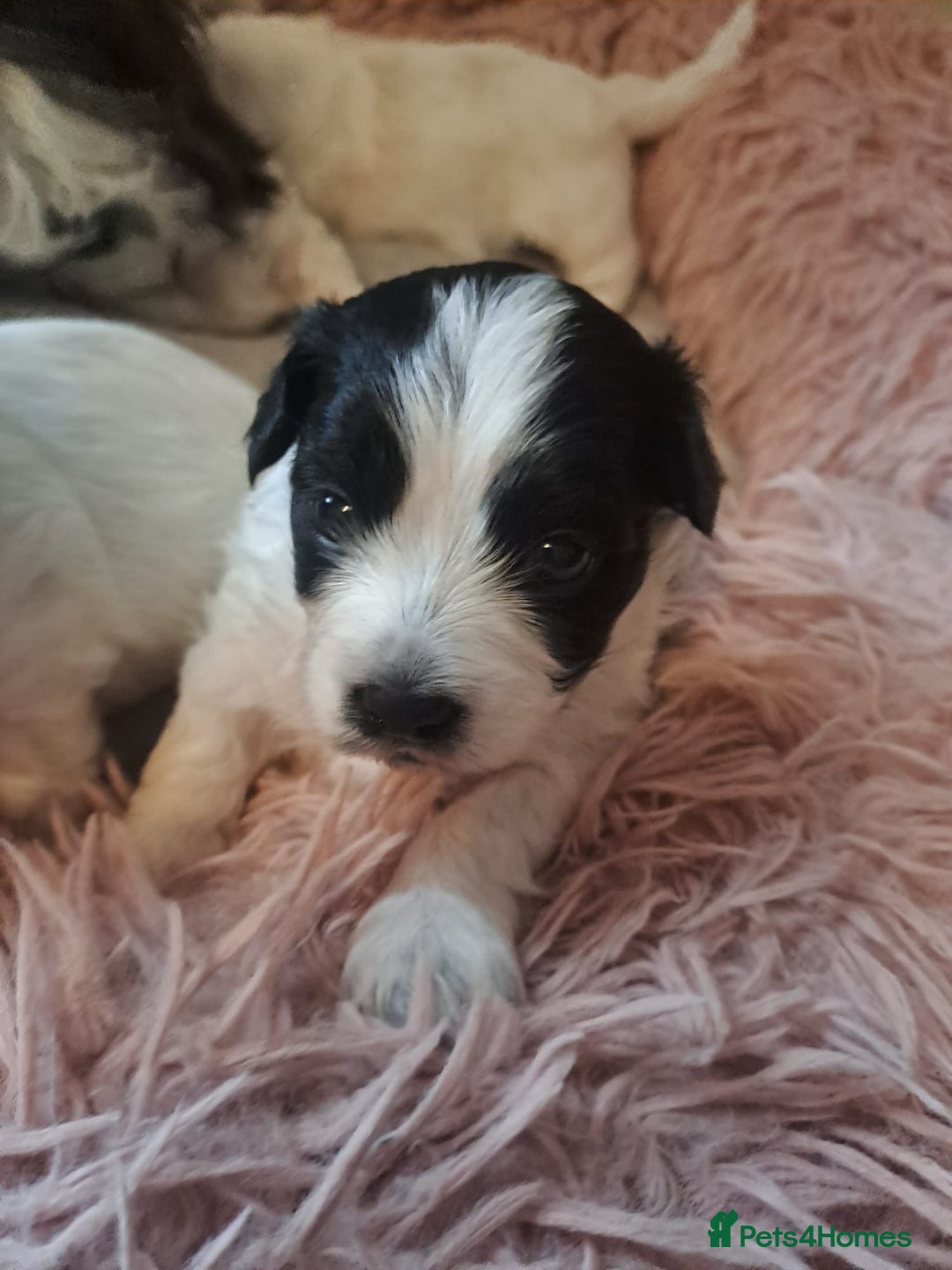 Bichon Frise dogs for sale: 4beautiful Bichon Frise puppies (3boys and 1 girl) - Image 22