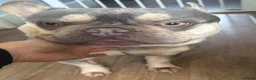 French Bulldog dogs for sale: Our boy Stitch 4yrs Pure pedigree & KC registered - Advert 6