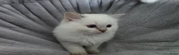 Ragdoll cats for sale: GCCF REGISTERED RAGDOLL KITTENS  - Advert 13