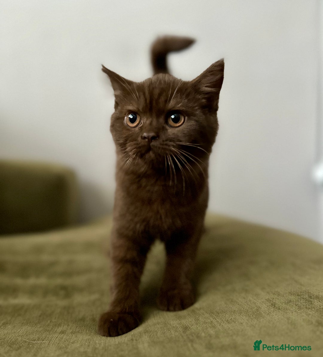 British Shorthair cats for sale: Chocolate and Red British Shorthair and Longhair - Image 5