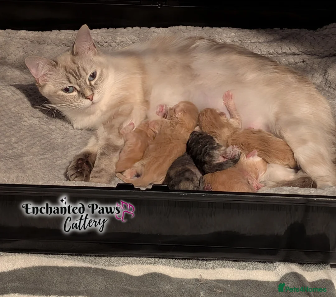 Mixed Breed cats for sale: Gorgeous Ragcoons Kittens Ready Now  - Advert 12