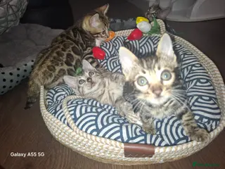 Bengal cats Premium Bengal Kittens – 5★ Licensed Cattery - Advert 5