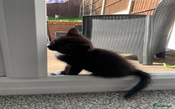 Mixed Breed cats for sale: Beautiful Female Kitten Looking for Forever Home - Image 4
