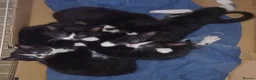 European cats for sale: Kittens for sale (black & white) in Cumnock - Advert 3