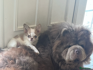 Chow Chow dogs in Doncaster - Advert 12