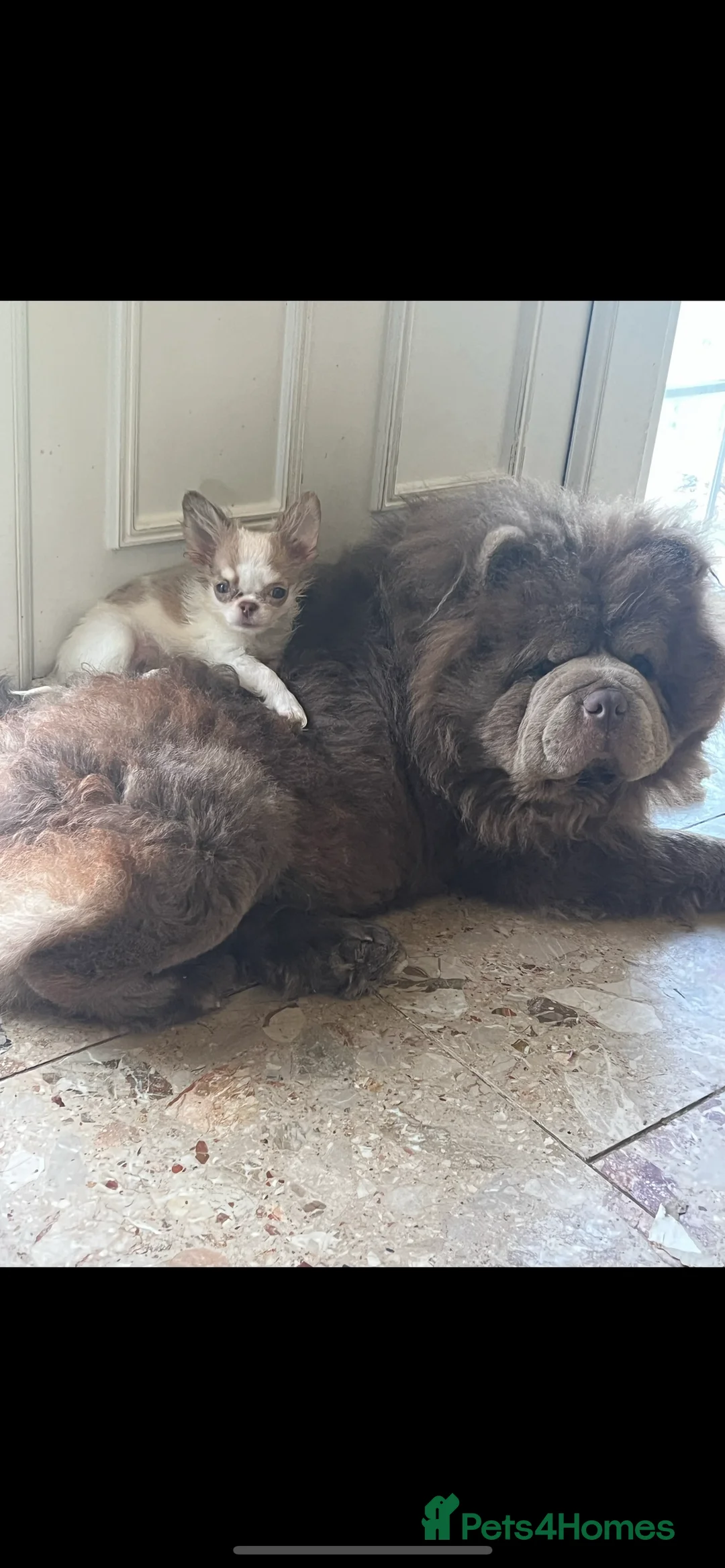 Chow Chow dogs for stud: stunning lilac chow stud in Doncaster - Advert 1