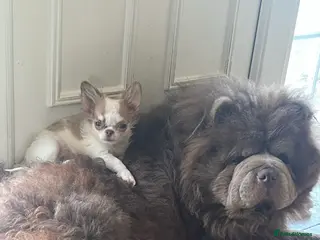 Chow Chow dogs stunning lilac chow stud in Doncaster - Advert 2