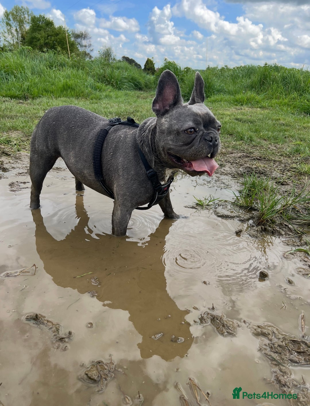 French Bulldog dogs for sale: Rehoming my gorgeous French Bulldog George - Advert 3