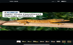 Gecko reptiles for sale: CRESTED GECKOS - Image 3