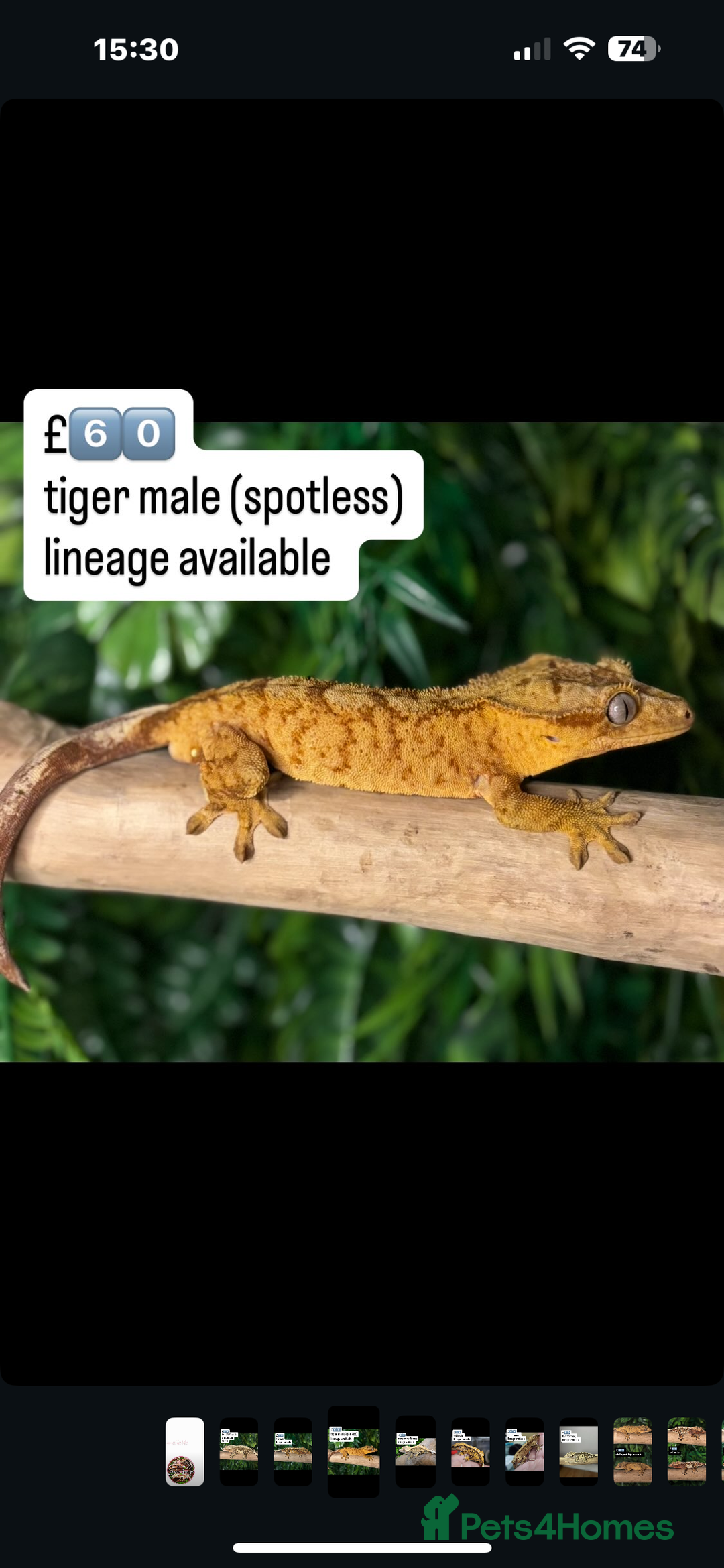 Gecko reptiles for sale: CRESTED GECKOS - Image 3