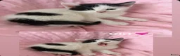 Mixed Breed cats for sale: Little kittens for sale 🐈 - Advert 6