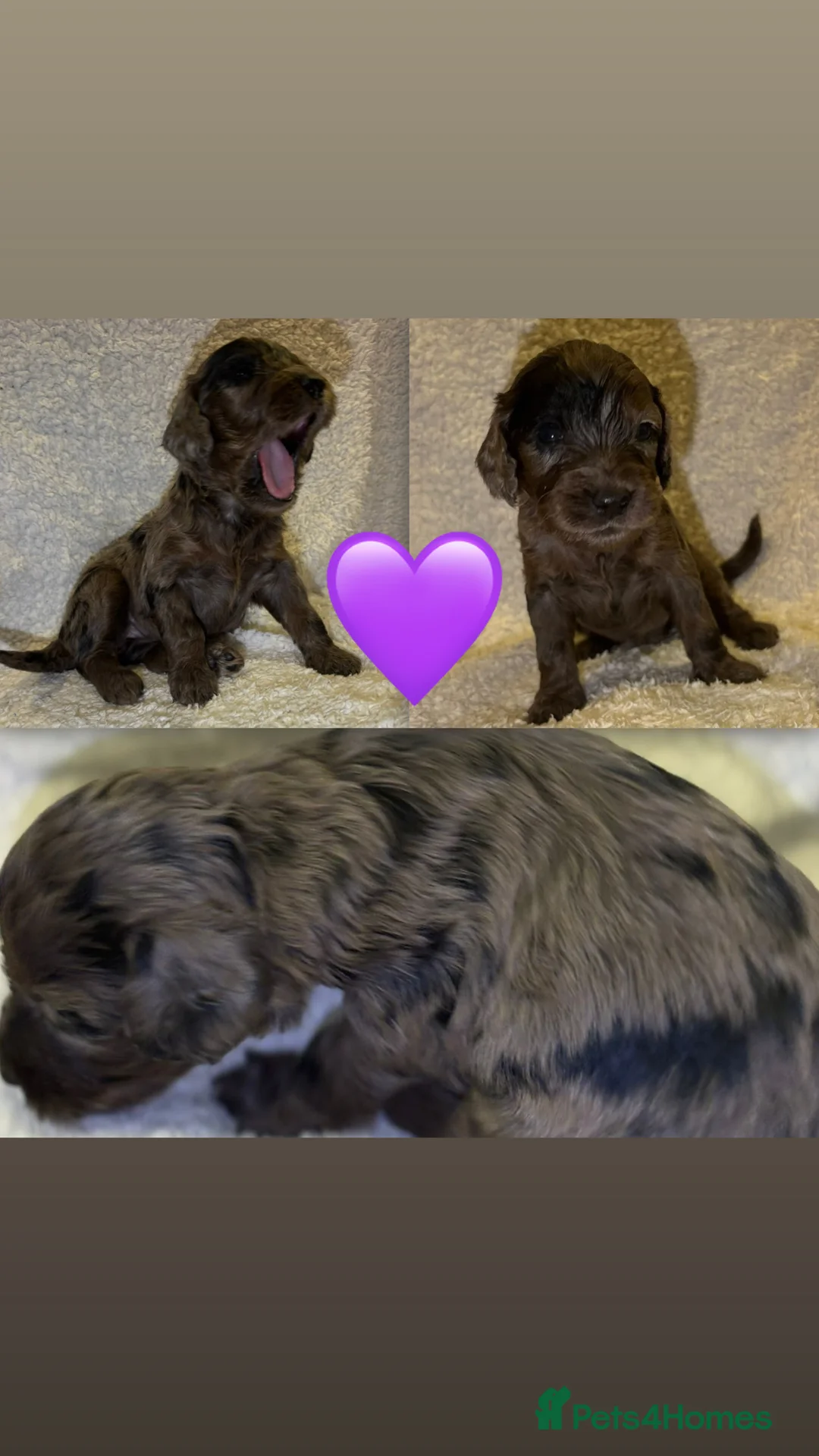 Cockapoo dogs for sale: Cockapoo rainbow litter - Advert 3