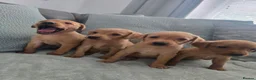 Labrador Retriever dogs for sale: Fox red labrador puppies  in Sunderland - Advert 14