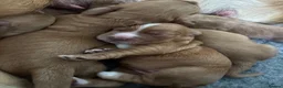 Cocker Spaniel dogs for sale: Stunning Working Cocker Spaniel Puppies - Advert 6