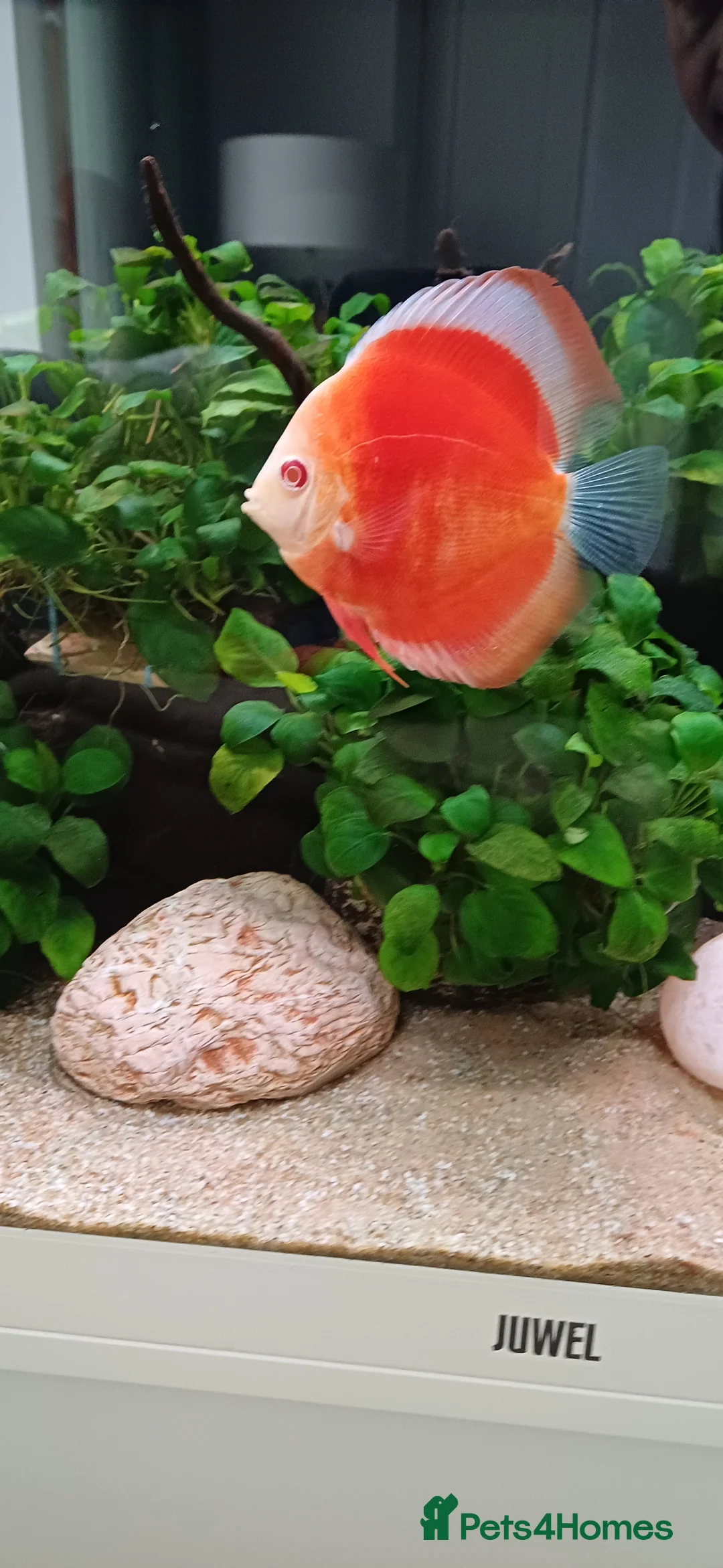 Discus fish for sale: Discuss fish - Advert 2