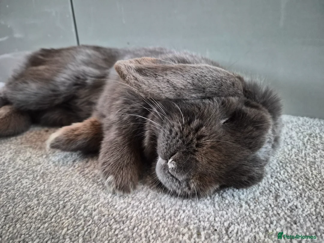 Mini Lop rabbits for sale: Beautiful grey mini lop needs a loving home in Billericay - Advert 2