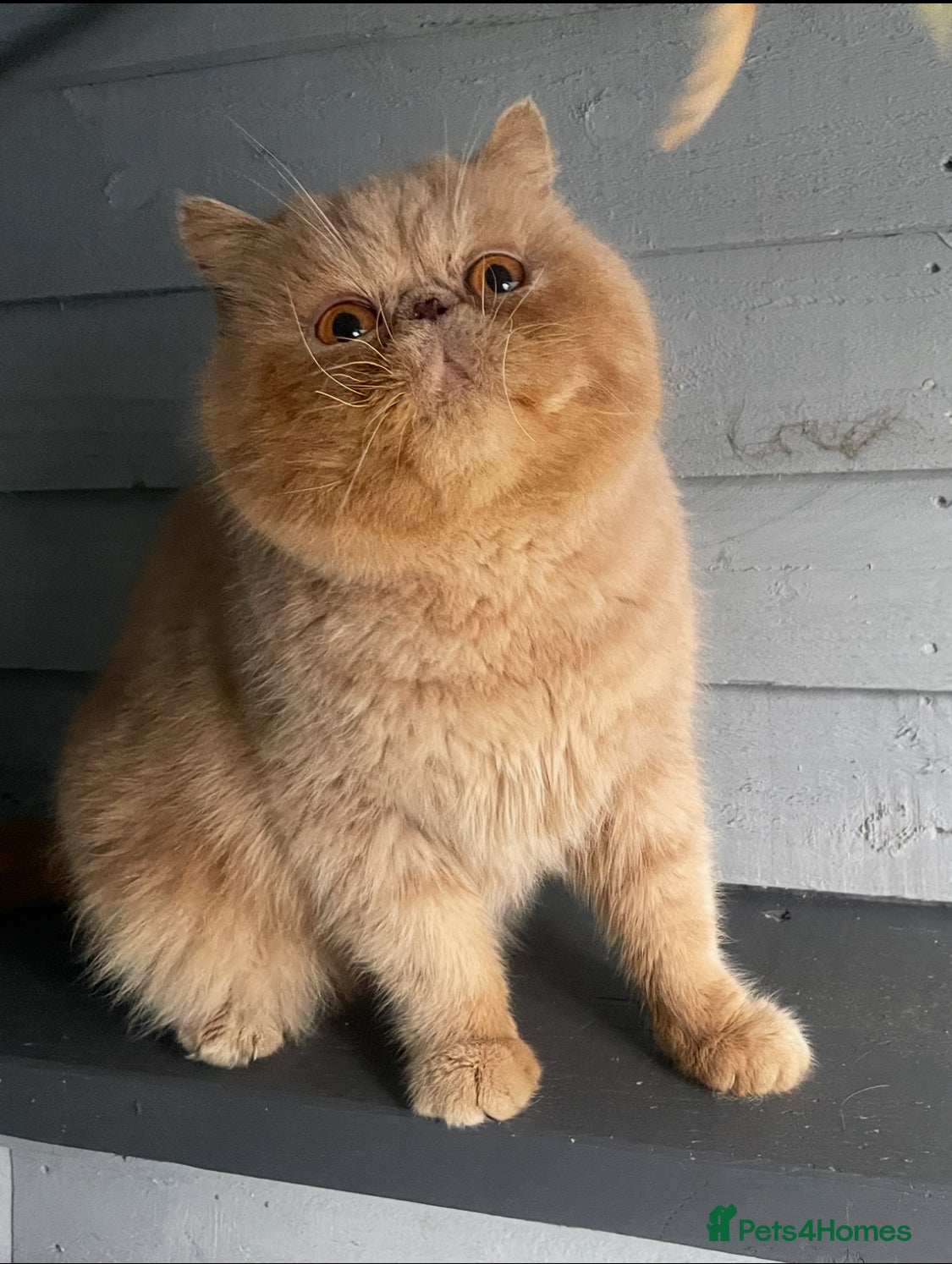 Exotic cats 🔥 CREAM TABBY PROVEN STUD EAST MIDLANDS 🔥 - Advert 5