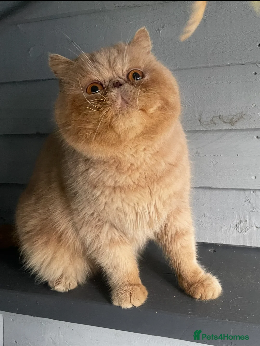 Exotic cats for stud: 🔥 CREAM TABBY PROVEN STUD EAST MIDLANDS 🔥 - Advert 1