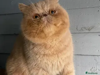 Exotic cats 🔥 CREAM TABBY PROVEN STUD EAST MIDLANDS 🔥 - Advert 5