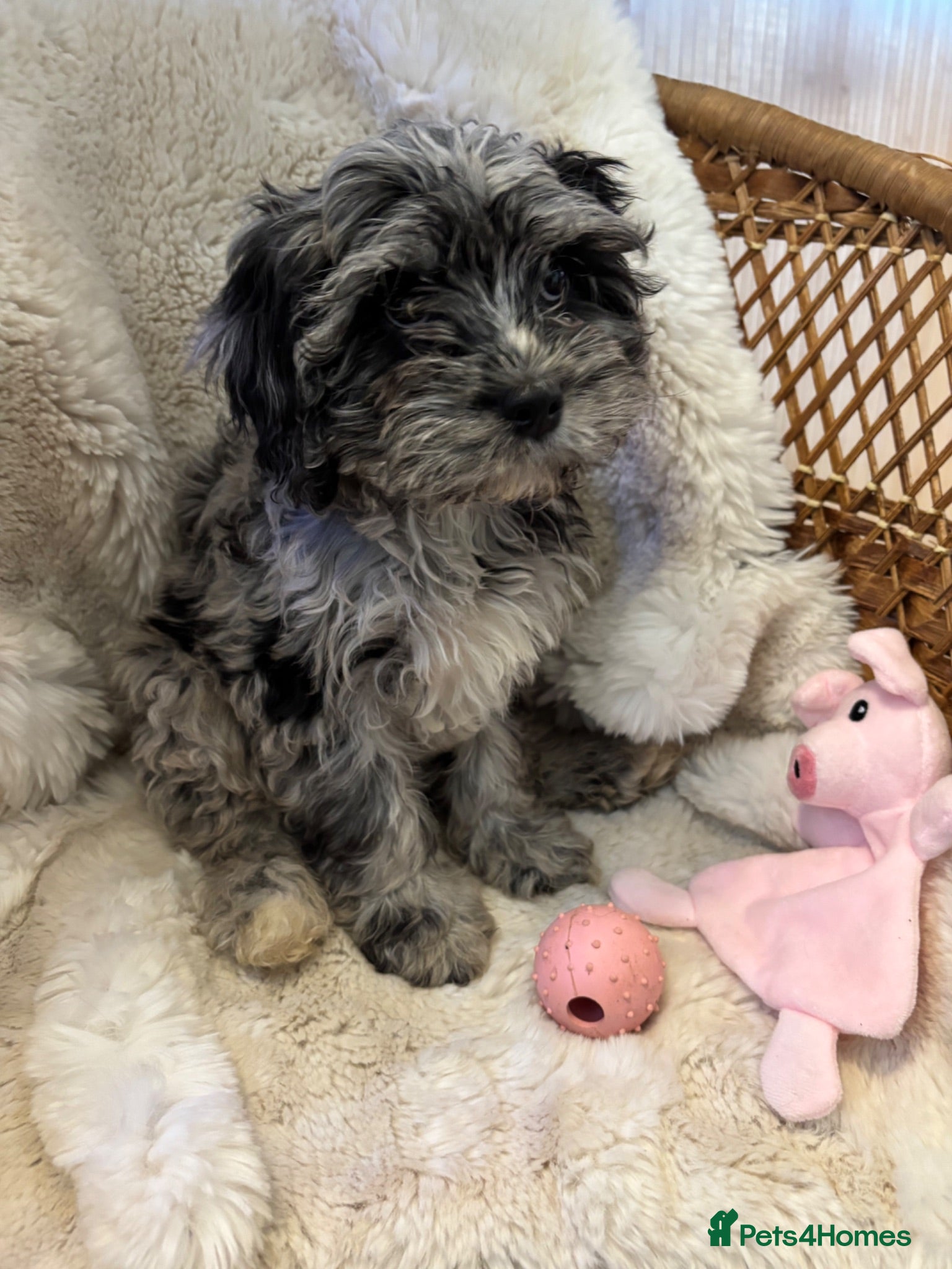 Cavapoo dogs FULLY VACCINATED & Health checked F1B Blue Merle  - Advert 2