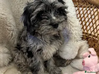 Cavapoo dogs FULLY VACCINATED & Health checked F1B Blue Merle - Advert 1