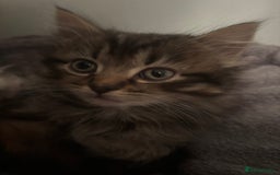 Ragdoll cats for sale: Ragdoll cross.  - Advert 3