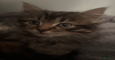 Ragdoll cats Ragdoll cross.  - Advert 12